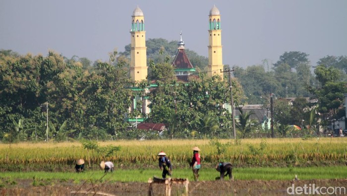 Musim Tanam Padi kedua di Bojonegoro