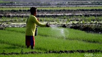 Petani sedang menebar pupuk ke bibit padi yang akan ditanam.