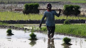 Potret Petani Bojonegoro Kembali Tanam Padi