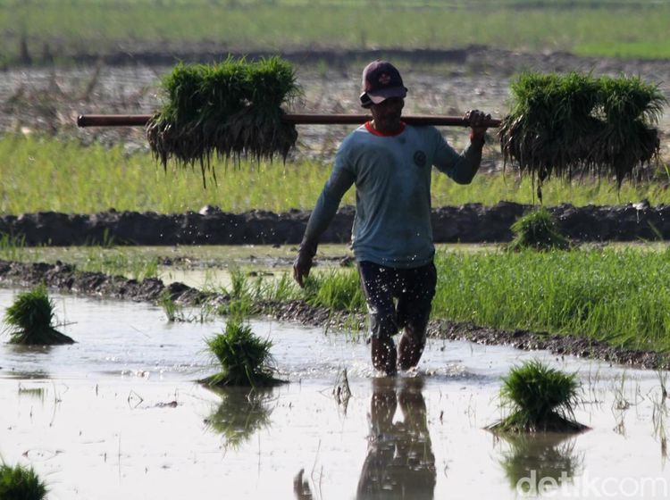 Potret Petani Bojonegoro Kembali Tanam Padi