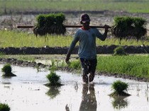 Potret Petani Bojonegoro Kembali Tanam Padi