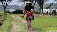 Seorang petani nampak bersemangat menuju sawah dengan menggunakan sepeda angin.