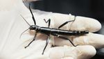 Penampakan Lobster Pohon yang Muncul Lagi Usai 70 Tahun Dianggap Punah