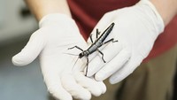 Lobster pohon dianggap telah punah karena tidak pernah terlihat lagi sejak 1930. Padahal sebelumnya, serangga tongkat ini sangat umum di Pulau Lord Howe dan sering dijadikan umpan untuk memancing. Diperkirakan mereka punah setelah kapal pasokan SS Makambo kandas di pulau itu pada 1918, yang memungkinkan tikus hitam berkembang biak dan menghabisi lobster pohon.  
