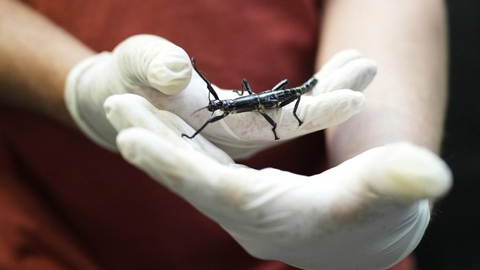 Penampakan Lobster Pohon yang Muncul Lagi Usai 70 Tahun Dianggap Punah An expert keeper displays a critically endangered Lord Howe Island stick insect, nicknamed