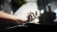 Pada 2001, ilmuwan Australia David Priddel dan Nicholas Carlile melakukan perjalanan ke sana untuk menyelidiki keberadaan lobster pohon, tetapi hanya menemukan jangkrik. Saat turun, tim menemukan kotoran serangga besar di bawah semak melaleuca. Mereka lalu kembali setelah gelap, ketika serangga aktif. Berbekal kamera dan senter, mereka kembali ke lereng dan berhasil menemukan populasi kecil 3 serangga yang hidup di bawah semak melaleuca. Ekspedisi lain selanjutnya menemukan 24 serangga. Serangga ini dibawa ke penangkaran di Melbourne.  