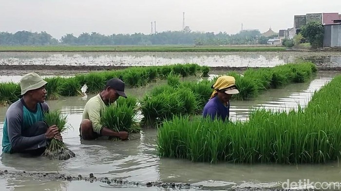 Petani Bojonegoro Berharap Harga Pupuk Subsidi Sesuai HET
