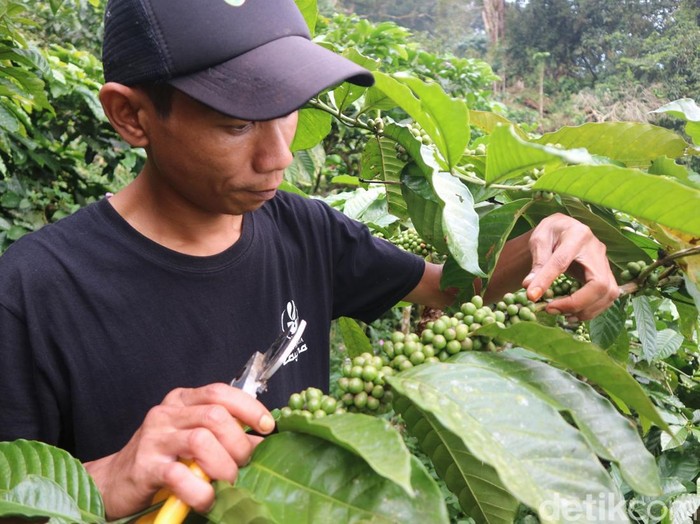 Petani kopi yang ada di Lereng Muria Kudus, Rabu (9/4/2025).