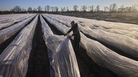Seorang wanita menutupi tanaman asparagus putih dengan plastik untuk melindunginya dari suhu dingin di ladang dekat Beelitz, Jerman, Kamis (3/4/2025).