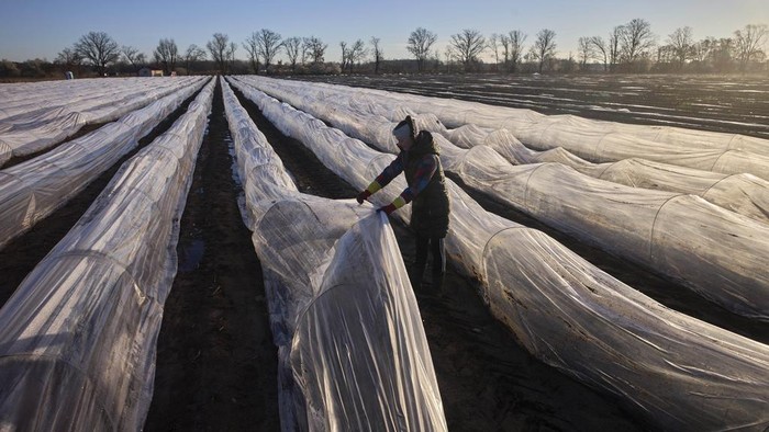 Potret Pertanian 'Emas Putih' Asparagus di Jerman A farm worker suts white asparagus in a field near Beelitz, Germany, Thursday, April 3, 2025. (AP Photo/Markus Schreiber)