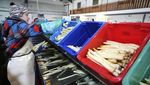 Potret Pertanian Emas Putih Asparagus di Jerman