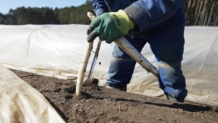 A farm worker suts white asparagus in a field near Beelitz, Germany, Thursday, April 3, 2025. (AP Photo/Markus Schreiber)