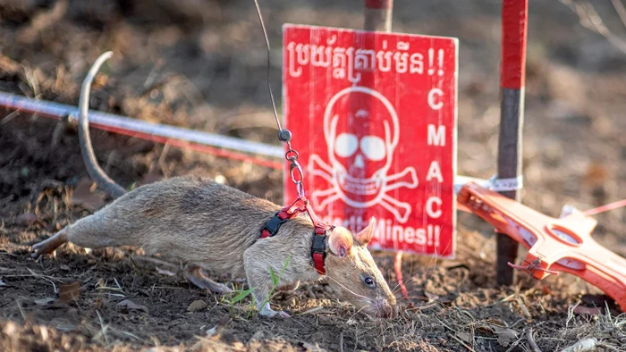 Ronin, tikus pelacak ranjau