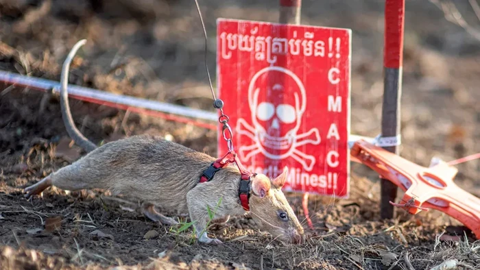 Ronin, tikus pelacak ranjau