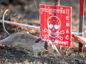 Tikus Ini Bukan Sembarang Tikus