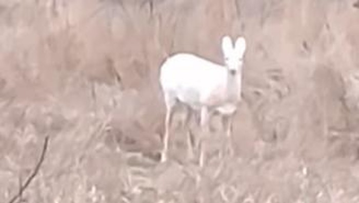 Rusa putih yang langka terlihat di Iowa, Amerika Serikat