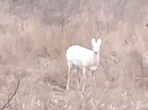 Momen Langka Satu Keluarga Bertemu dengan Rusa Putih di Jalan Pulang