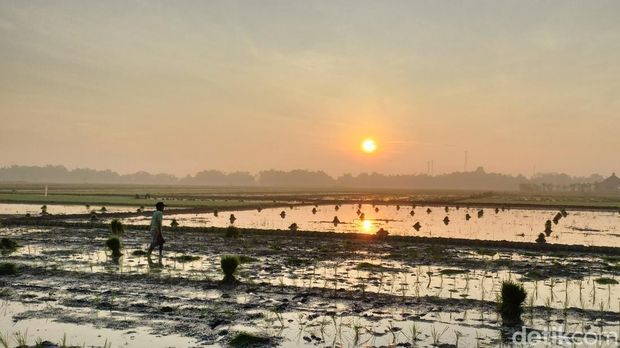 sawah di bojonegoro