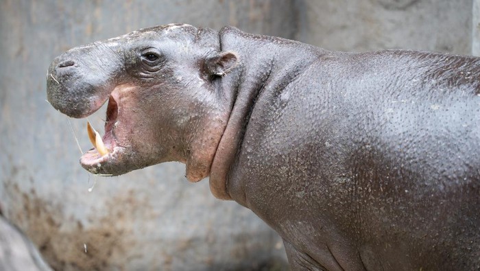 Thabo, seekor kuda nil kerdil di Taipei Zoo