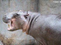 Sedih, Thabo Si Kuda Nil Kerdil Mati karena Sakit