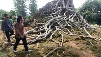 Pengunjung mengamati Candi Lor yang mulai lapuk dan ditumbuhi pohon kepuh di Desa Candirejo, Kabupaten Nganjuk, Jawa Timur, Kamis (10/4/2025).   
