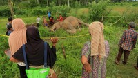 Warga melihat bangkai gajah Sumatera (Elephas maximus sumatrensis) yang mati di area persawahan Desa Alue Jang, Kecamatan Pasie Raya, Aceh Jaya, Aceh, Rabu (9/4/2025).