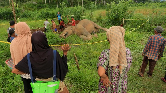 Warga melihat bangkai gajah Sumatera (Elephas maximus sumatrensis) yang mati di area persawahan Desa Alue Jang, Kecamatan Pasie Raya, Aceh Jaya, Aceh, Rabu (9/4/2025). Gajah jantan yang diperkirakan berusia 20 tahun tersebut ditemukan warga telah mati di area persawahan yang diduga akibat tersengat arus listrik penghalau hama babi. ANTARA FOTO/Syifa Yulinnas/tom.