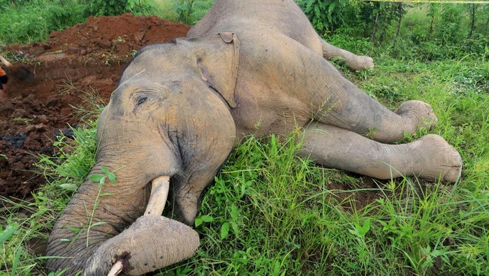Gajah Sumatera di Aceh Mati Akibat Tersengat Listrik Warga melihat bangkai gajah Sumatera (Elephas maximus sumatrensis) yang mati di area persawahan Desa Alue Jang, Kecamatan Pasie Raya, Aceh Jaya, Aceh, Rabu (9/4/2025). Gajah jantan yang diperkirakan berusia 20 tahun tersebut ditemukan warga telah mati di area persawahan yang diduga akibat tersengat arus listrik penghalau hama babi. ANTARA FOTO/Syifa Yulinnas/tom.