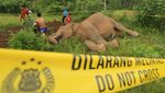 Gajah Sumatera di Aceh Mati Akibat Tersengat Listrik