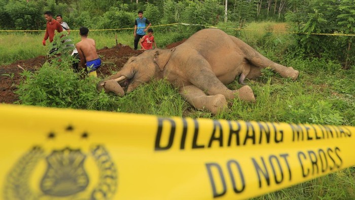 Gajah Sumatera di Aceh Mati Akibat Tersengat Listrik Warga melihat bangkai gajah Sumatera (Elephas maximus sumatrensis) yang mati di area persawahan Desa Alue Jang, Kecamatan Pasie Raya, Aceh Jaya, Aceh, Rabu (9/4/2025). Gajah jantan yang diperkirakan berusia 20 tahun tersebut ditemukan warga telah mati di area persawahan yang diduga akibat tersengat arus listrik penghalau hama babi. ANTARA FOTO/Syifa Yulinnas/tom.