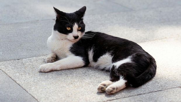 Kucing liar