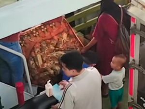 Heboh Ibu Melahirkan di Kapal Feri saat Menuju Rumah Sakit di Baubau