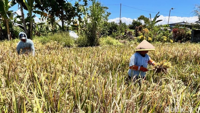 Petani Banyuwangi