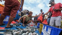 Harga ikan di pelelangan itu khususnya ikan merah dan ikan kembung turun menjadi Rp20 ribu per kg dari sebelumnya berkisar Rp35 ribu per kg akibat hasil tangkapan nelayan melimpah.   