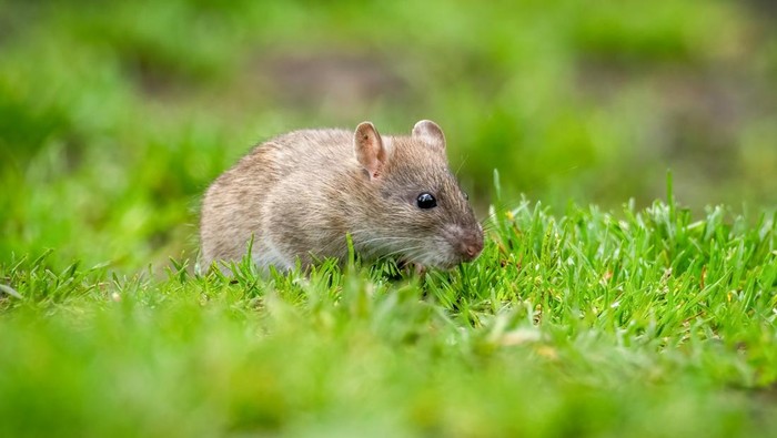 Tikus