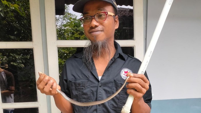 Ular kobra Jawa diamankan relawan RCTD di Cawas, Klaten. Foto diunggah Kamis (10/4/2025).