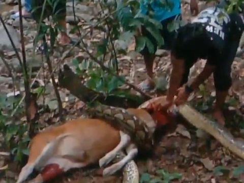 Ular piton sepanjang 5 meter ditemukan melilit seekor anak sapi milik imam masjid bernama Ali Yahya di Polewali Mandar.