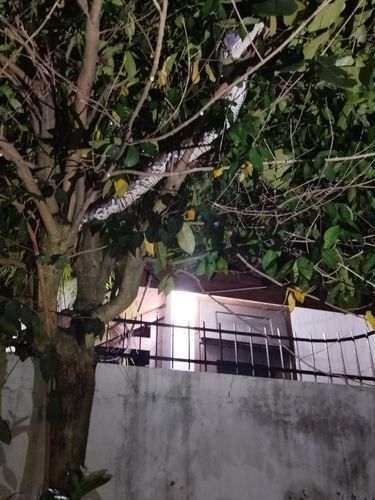 Ular sanca kembang berukuran 4 meter di Sleman, Rabu (9/4/2025).