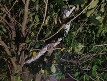 Ular Sanca 4 Meter Berkeliaran di Mlati, Ditangkap Pas Nangkring di Pohon