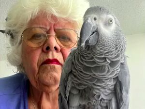 Nenek 76 Tahun Gagal Terbang, Diusir dari Pesawat karena Burung Beo