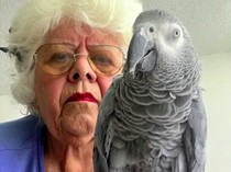 Nenek 76 Tahun Gagal Terbang, Diusir dari Pesawat karena Burung Beo