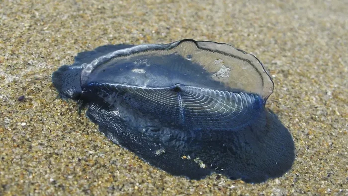 Ada gumpalan biru aneh di pantai California Amerika Serikat. Ternyata seekor makhluk laut yang berjumlah ribuan.