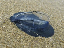 Ribuan Gumpalan Biru Aneh Terdampar di Pantai California, Apa Itu?