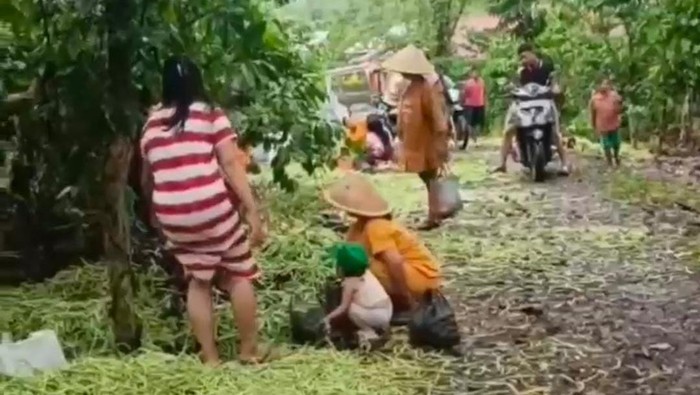 Aksi petani buang sayur mayur di Kepahiang karena harga jual anjlok.