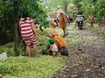 Petani Buang Sayur karena Harga Anjlok, Begini Respons Gubernur Bengkulu