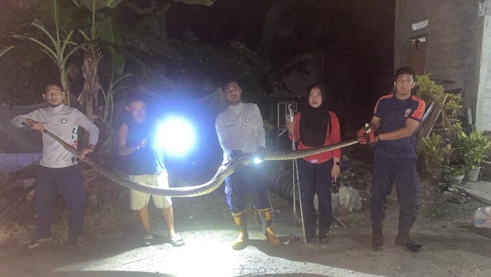 Damkar Luwu Timur evakuasi ular piton 5 meter yang hendak telan ayam.