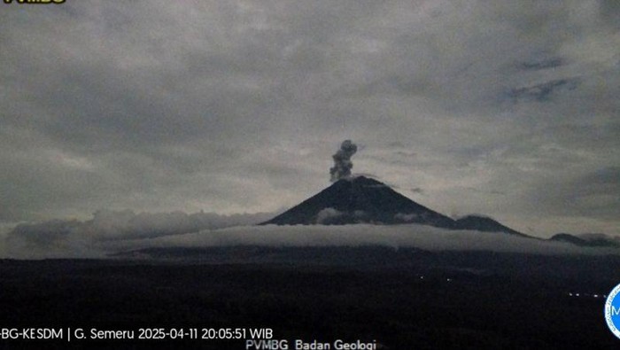 Gunung Semeru erupsi dengan letusan setinggi 800 meter di atas puncak Mahameru pada Jumat (11/4/2025). ANTARA/HO-PVMBG