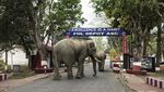Kabur dari Suaka, Gajah-gajah Liar Wara-wiri di Jalanan India