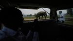 Kabur dari Suaka, Gajah-gajah Liar Wara-wiri di Jalanan India