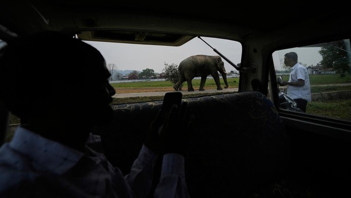 Kabur dari Suaka, Gajah-gajah Liar Wara-wiri di Jalanan India An army person walks past wild elephants which strayed out of the Amchang Wildlife Sanctuary, possibly in search of food, inside an army cantonment in Guwahati, India, Wednesday, April 9, 2025. (AP Photo/Anupam Nath)